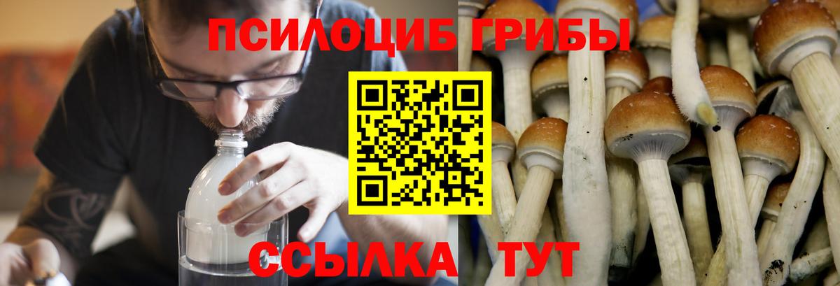 Галлюциногенные грибы прущие грибы Вятские Поляны